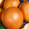 Onion Odourless Brown