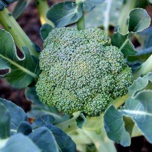 Broccoli Winter