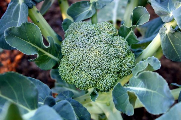 Broccoli Winter
