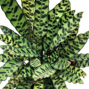 Calathea Insignis