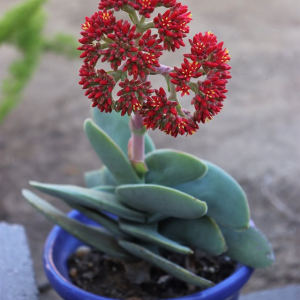 Crassula Falcata