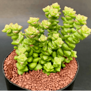 Crassula Tom Thumb