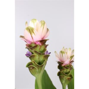 Curcuma Siam Sparkling