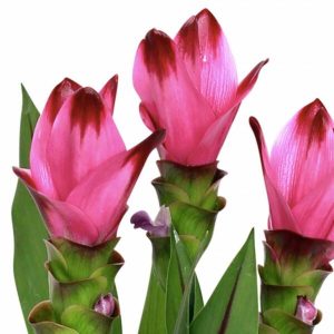 Curcuma Siam Splash