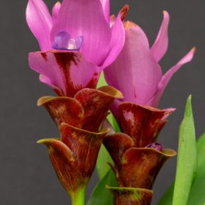 Curcuma Siam Swift