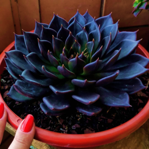 Echeveria Black Prince