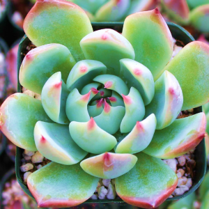 Echeveria Colorata