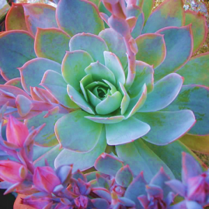 Echeveria Domingo