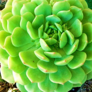 Echeveria Dondo