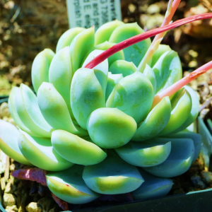 Echeveria Elegans