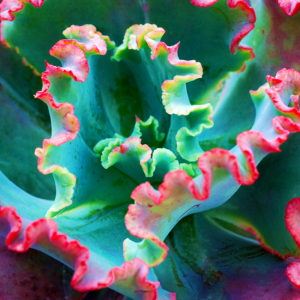 Echeveria Fire And Ice