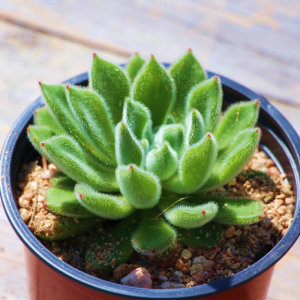 Echeveria Firecracker