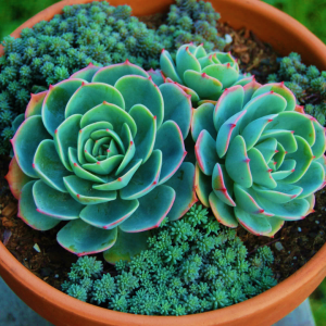 Echeveria Imbricata