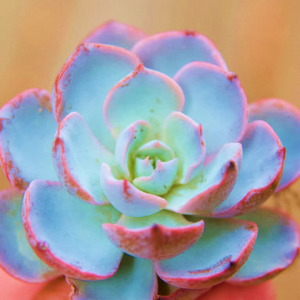 Echeveria Morning Beauty