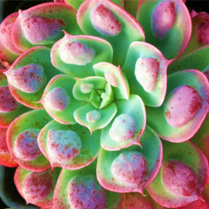 Echeveria Raindrops