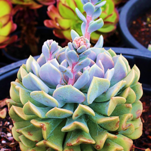 Echeveria Topsy Turvy