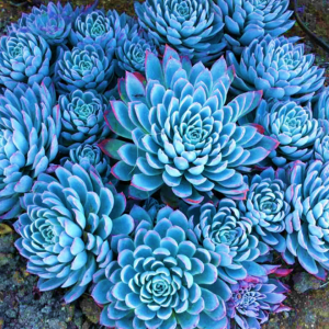 Echeveria Violet Queen