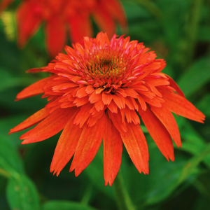 Echinacea Dbl Scoop Mandarin