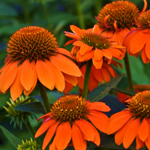 Echinacea Sombrero Adobe