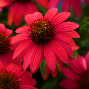 Echinacea Sombrero Baja