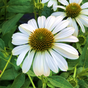 Echinacea Sombrero Blanco