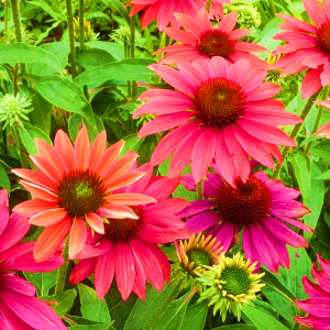 Echinacea Sombrero Flamenco