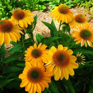 Echinacea Sombrero Granadan