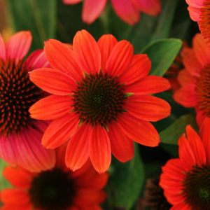 Echinacea Sombrero Hot Coral