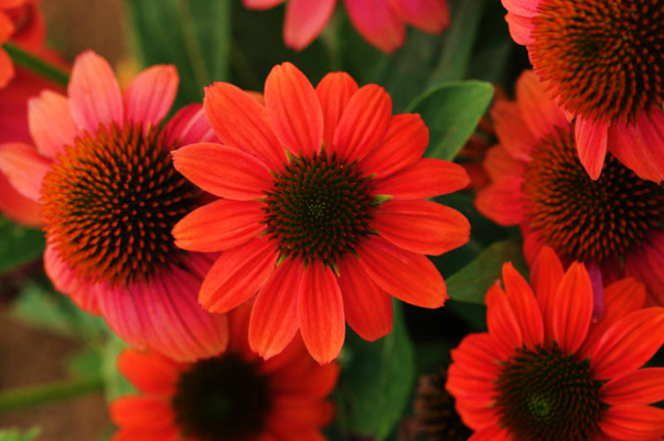 Echinacea Sombrero Hot Coral