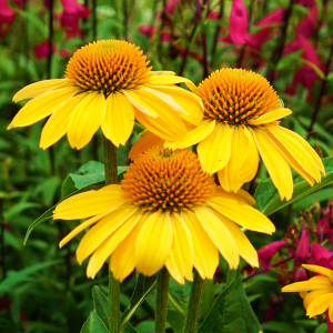 Echinacea Sombrero Lemon