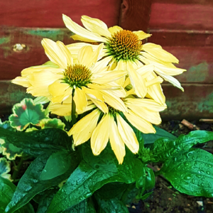 Echinacea Sombrero Sandy