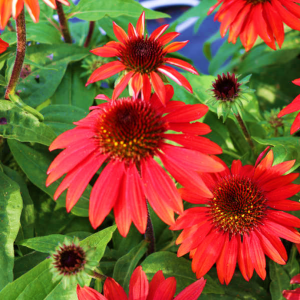 Echinacea Sombrero Sangrita