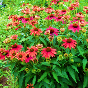 Echinacea Sombrero Tres Amigo