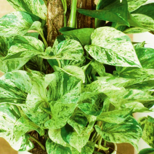 Epipremnum Marble Queen