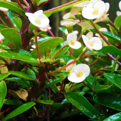 Euphorbia Dwarf Cream