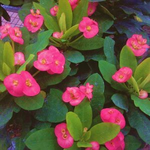 Euphorbia Dwarf Dark Pink