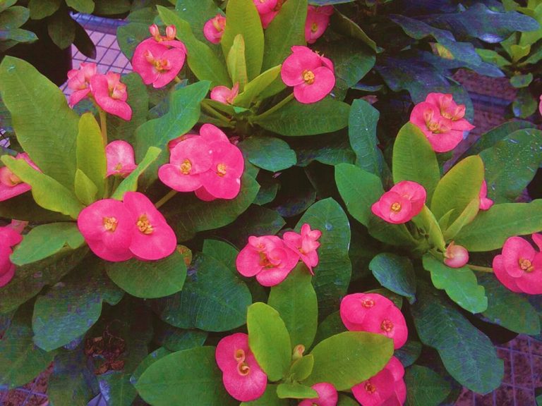 Euphorbia Dwarf Dark Pink Cream Tissue Culture - My Plant Warehouse ...