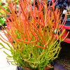 Euphorbia Firesticks