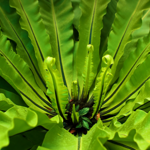 Fern Birds Nest