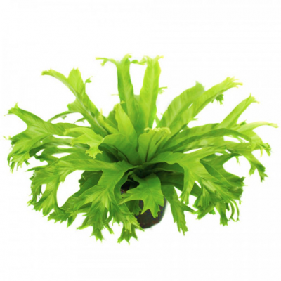 Fern Birds Nest Crissie Crested Japanese