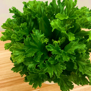 Fern Birds Nest Leslie Crested Japanese