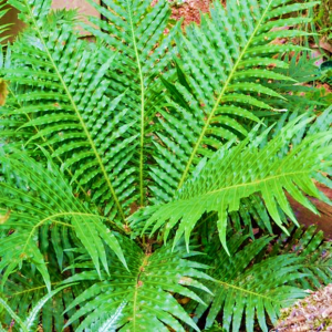 Fern Blechnum Silver Lady