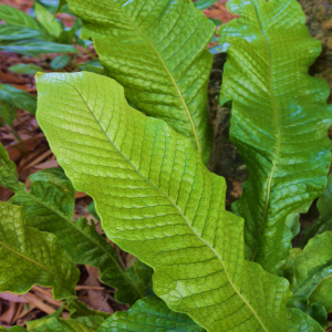 Fern Crocodyllus