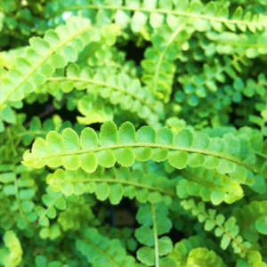 Fern Duffii