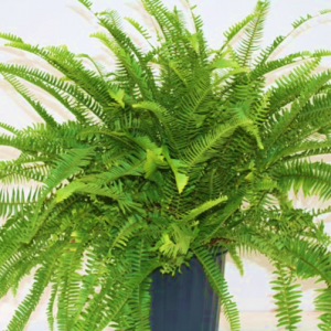 Fern Emerald Queen