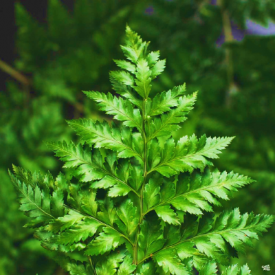 Fern Leatherleaf