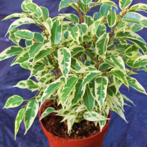 Ficus Benjamina Variegata