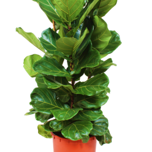 Ficus Lyrata