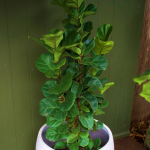 Ficus Lyrata Bambino