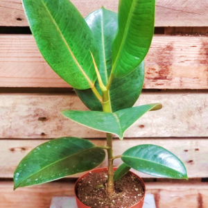 Ficus Melany